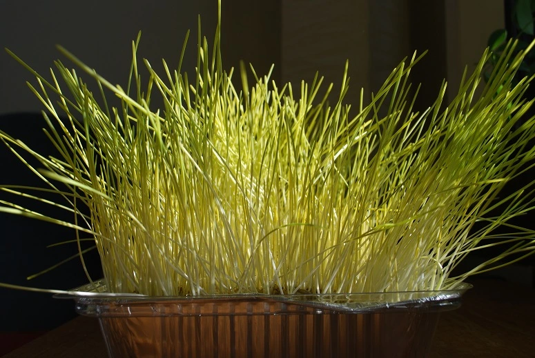 Jamara as it turns yellow after keeping it in dark for about week long duration